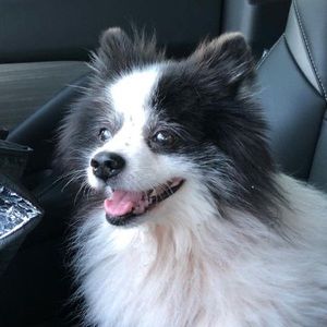 Meet your Posher, Donna